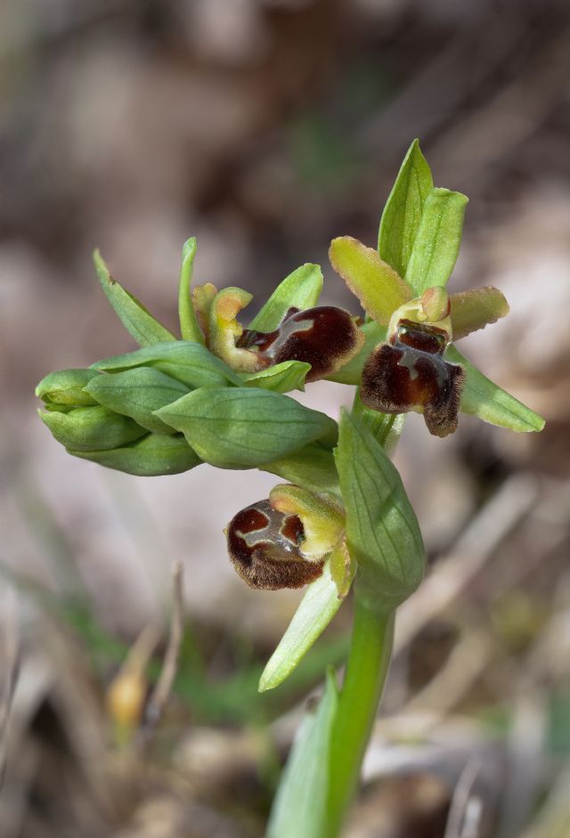 Ophrys della sezione Araniferae